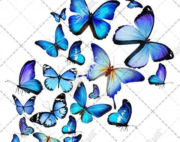 عکس پروانه ی آبی