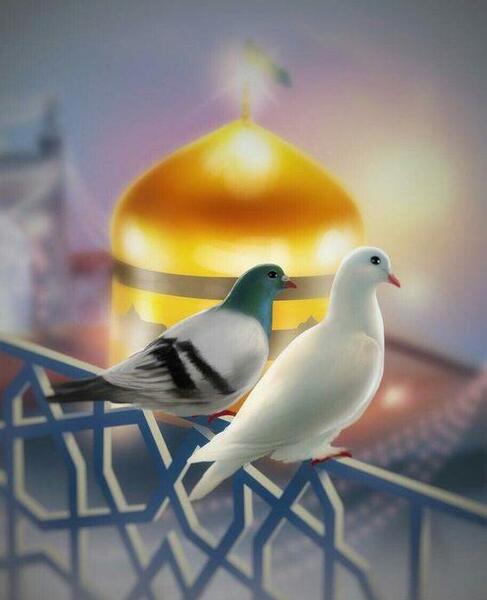 عکس حامد جلیلی