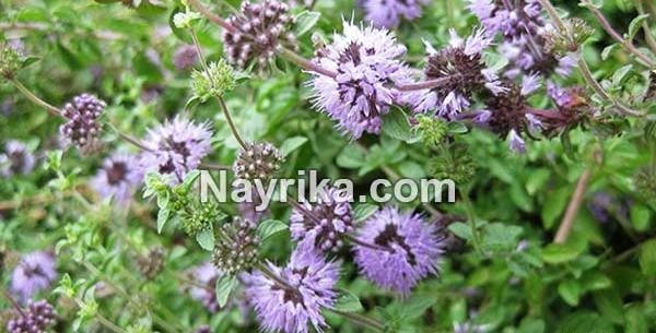 عکس گل آویشن کوهی