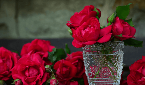 عکس گل رز تصویر زمینه