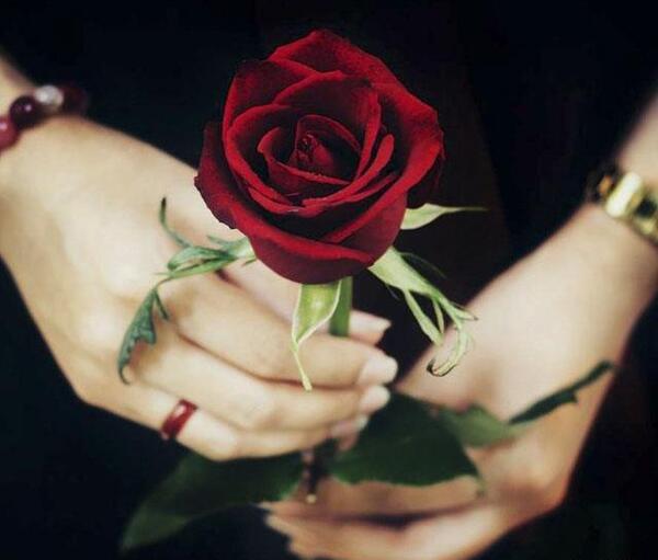 عکس گل عاشقانه پروفایل