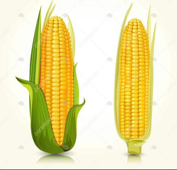 عکس نوشته ذرت