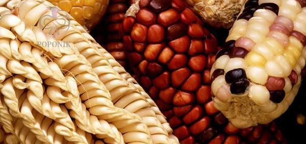 عکس نوشته ذرت