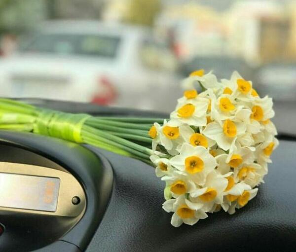 عکسهای گل نرگس زیبا