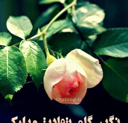 عکس نوشته نگین جونم تولدت مبارک