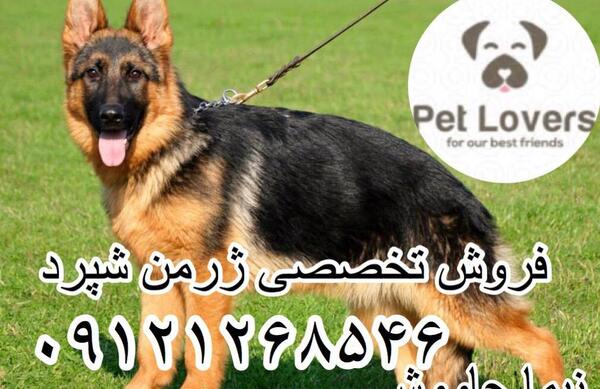 عکس و قیمت سگ ژرمن شپرد