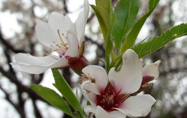 عکس طبیعت شکوفه بهاری