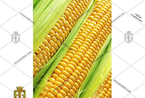 عکس ذرت برای طراحی