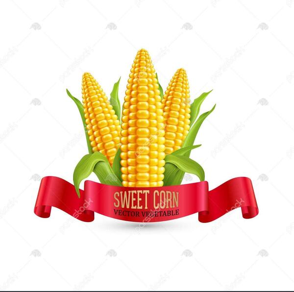 عکس ذرت برای طراحی