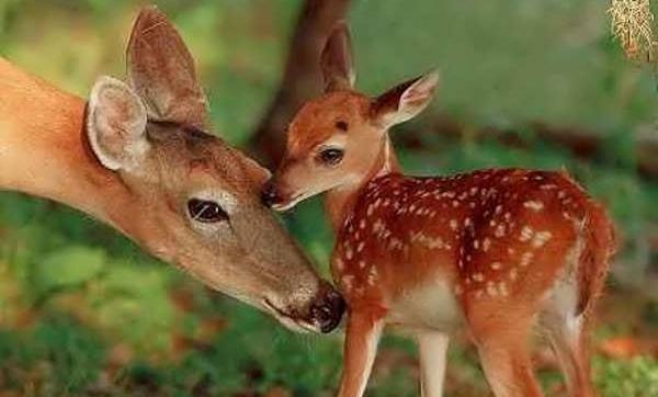 عکس آهوی ماده