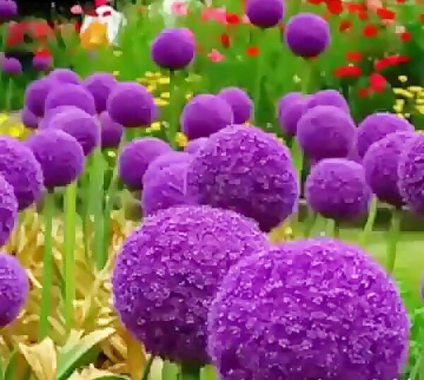 کمیاب عکس گل های زیبای جهان