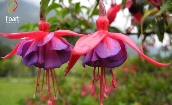 کمیاب عکس گل های زیبای جهان