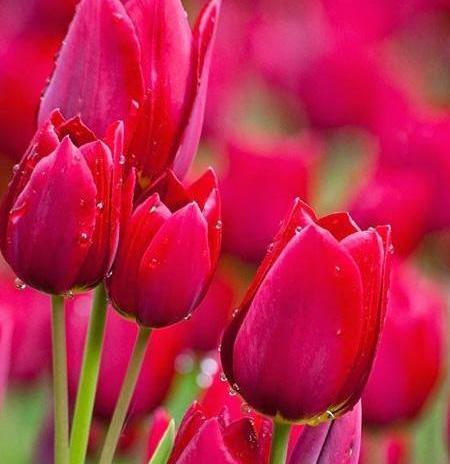 کمیاب عکس گل های زیبای جهان