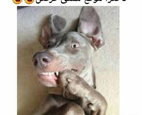 عکس خنده دار و مسخره