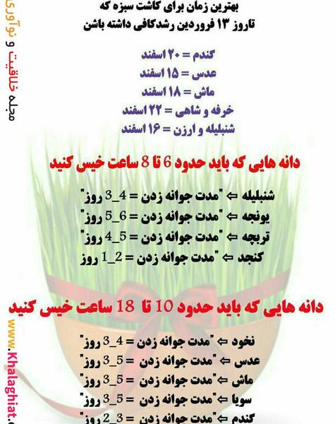 عکس سبزه عید شنبلیله