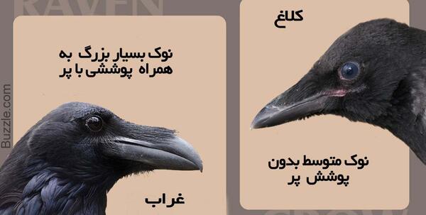 عکس طوطی و کلاغ