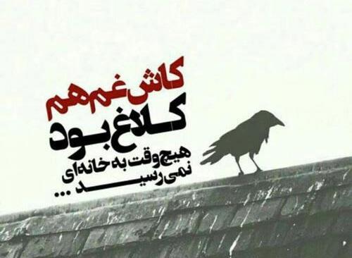 عکس طوطی و کلاغ