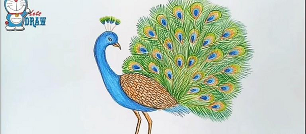 عکس رنگ آمیزی طاووس