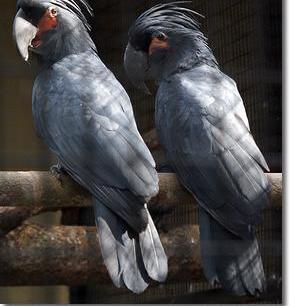 عکس طوطی نخلی