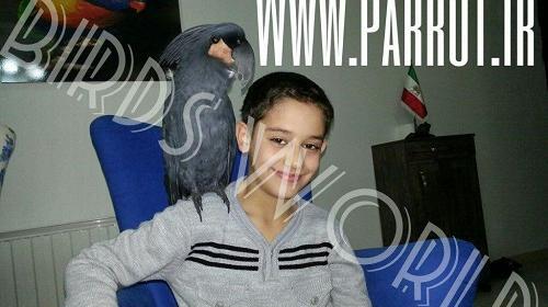 عکس طوطی نخلی