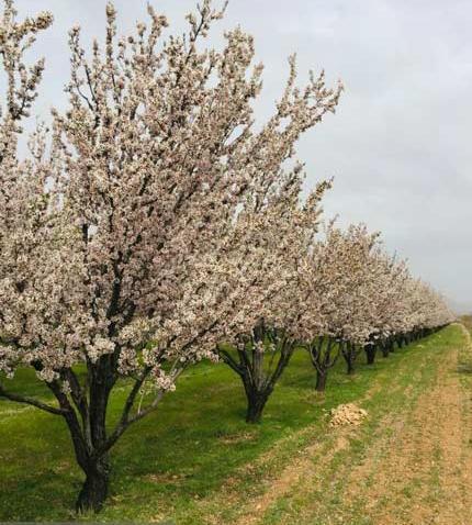 عکس از طبیعت ساده