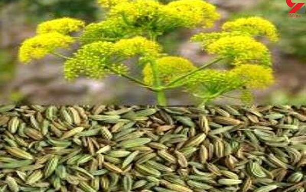 عکس هایی از رازیانه