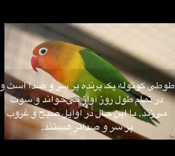 عکس صدای طوطی
