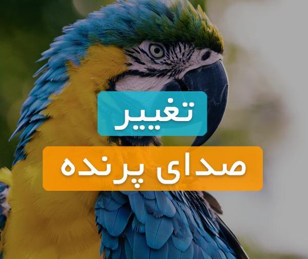 عکس صدای طوطی