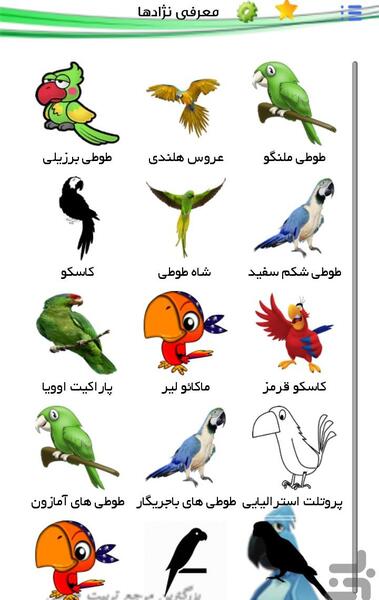 عکس صدای طوطی
