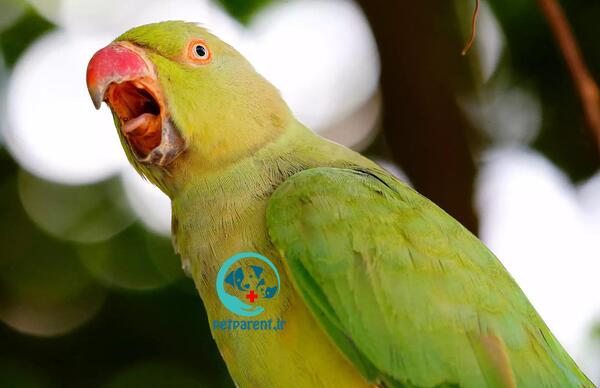عکس صدای طوطی