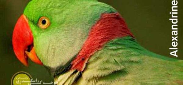 عکس صدای طوطی
