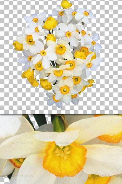 قاب عکس گل نرگس