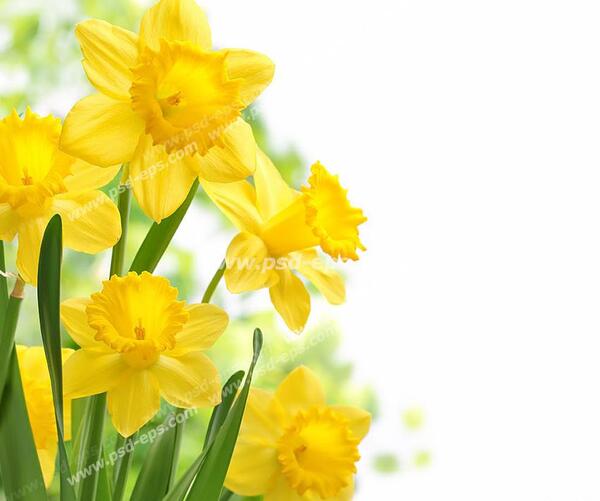 قاب عکس گل نرگس