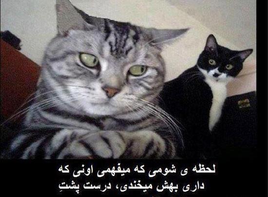 عکس طنز گربه