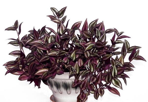 عکس گل چشم اهویی