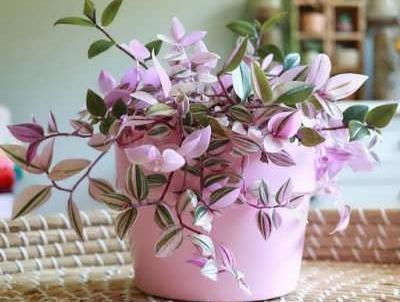عکس گل چشم اهویی