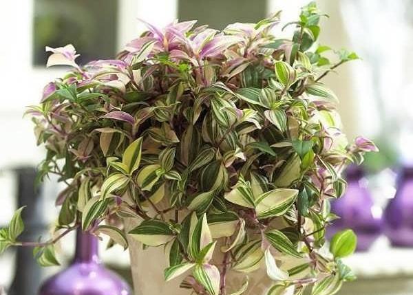 عکس گل چشم اهویی