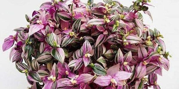 عکس گل چشم اهویی