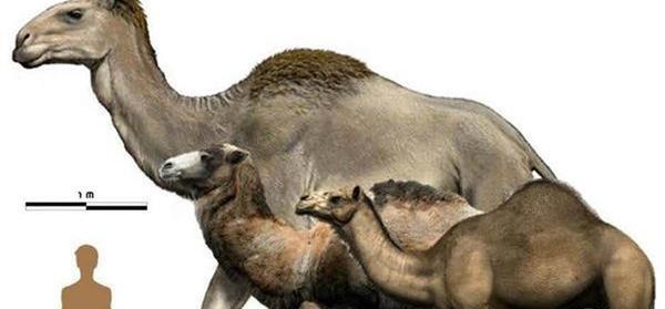 عکس شتر غول پیکر