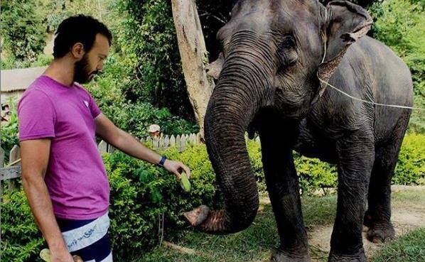 عکس یک فیل