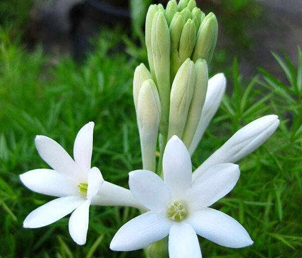 عکس گل های مریم