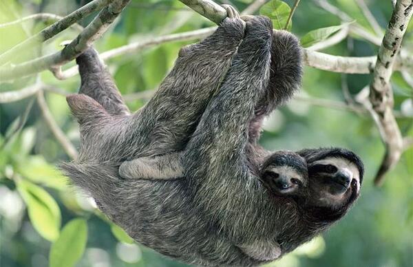 عکس میمون تنبل