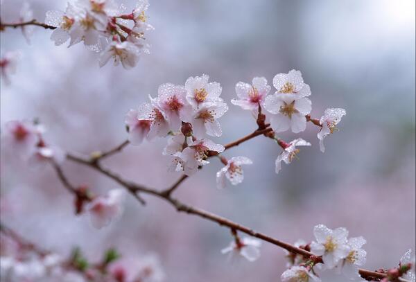 عکس شکوفه های طبیعی