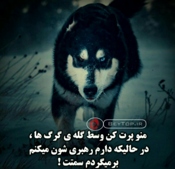 عکس گرگ شاخ