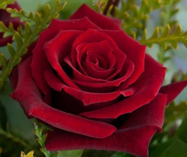 عکس گل رز زرشکی