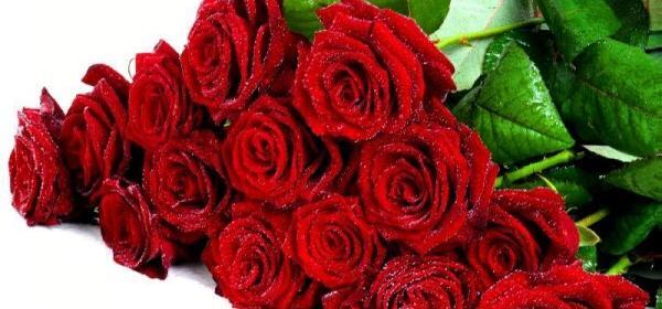 عکس گل رز زرشکی