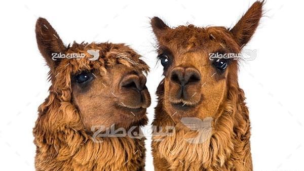 عکس شتر لاما