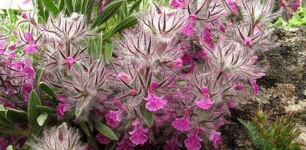 عکس چای چوپان