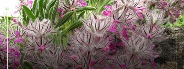 عکس چای چوپان