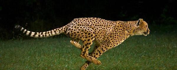 عکس شاه یوز